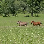 Ponyhof 4* Fusch an der Grossglocknerstrasse