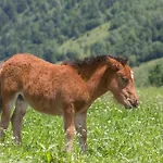 Ponyhof Fusch an der Grossglocknerstrasse