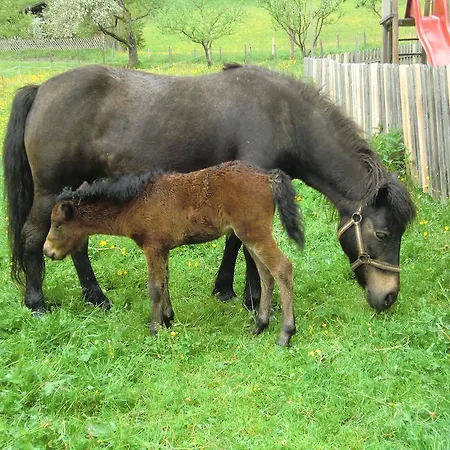 Ponyhof Hotel