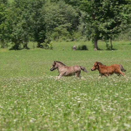 Ponyhof 4* Fusch an der Grossglocknerstrasse