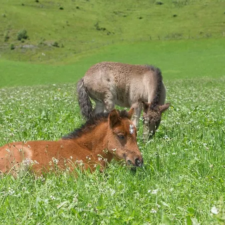 Ponyhof Fusch an der Grossglocknerstrasse