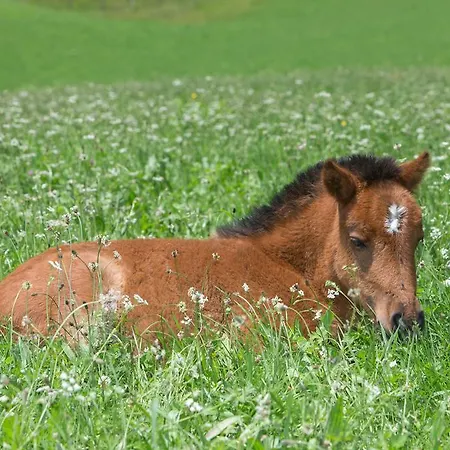 Hotel Ponyhof 4*