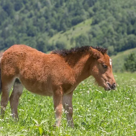 Ponyhof Fusch an der Grossglocknerstrasse