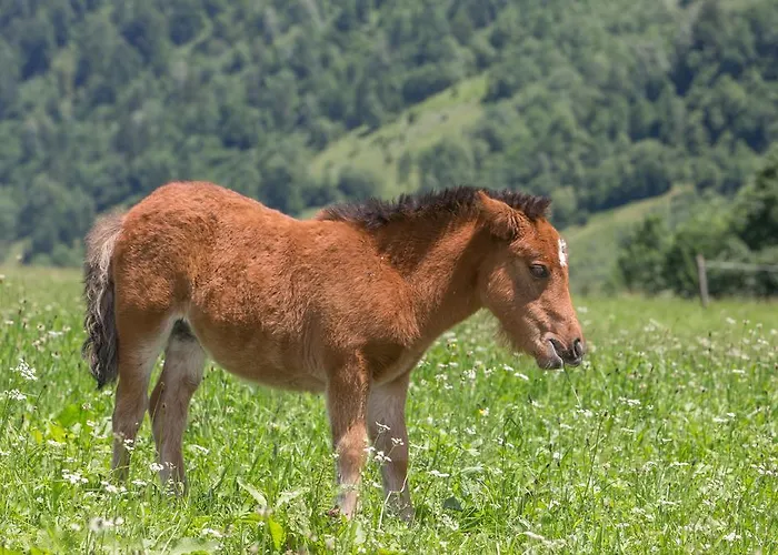 Ponyhof Fusch an der Grossglocknerstrasse